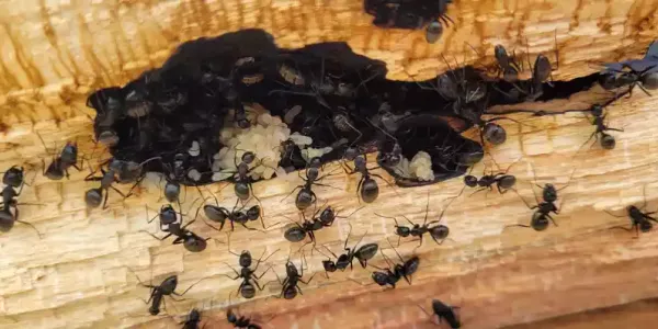 Carpenter ant colony