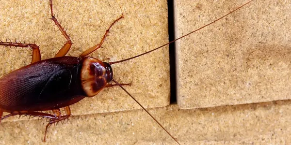 American cockroach on a wall