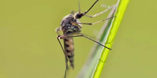 mosquito on a leaf